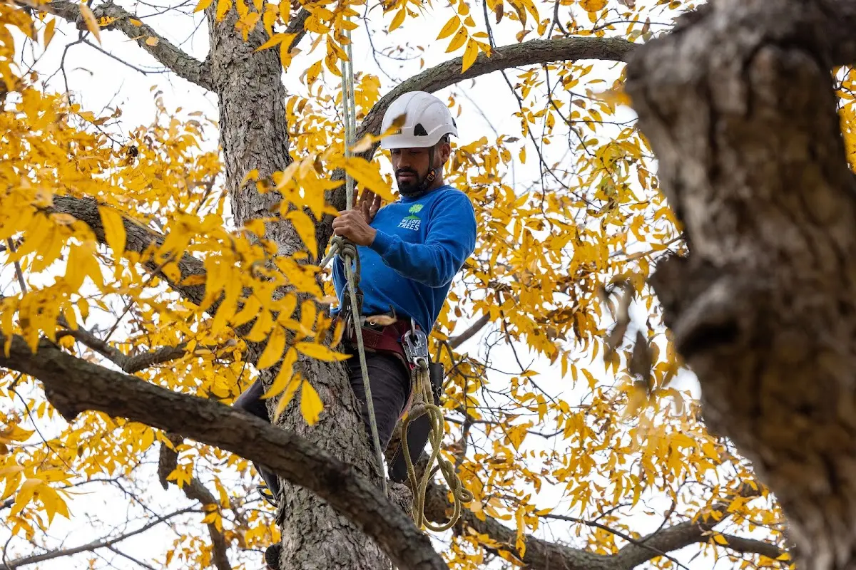 Skilled Tree Planting crew working in Lincoln